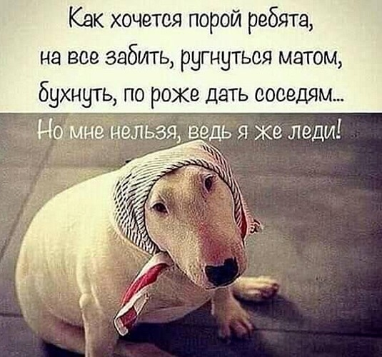 Как хочется порой ребята на все забить ругнутьоя матом бухнуть по роже дать соседям НоіМнёнёітБзя ведь я же леди