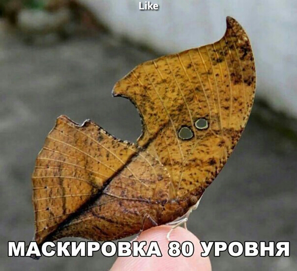 МАСКИРОВКА уровнд