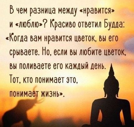 Бчеи разница между нравится илюблю Красиво ответил Булла Когда вам нравится цветок вы его _ срываете Но если вы любите цветок вы поливаете его каждый день Тот кто понимает это понимает жизнь