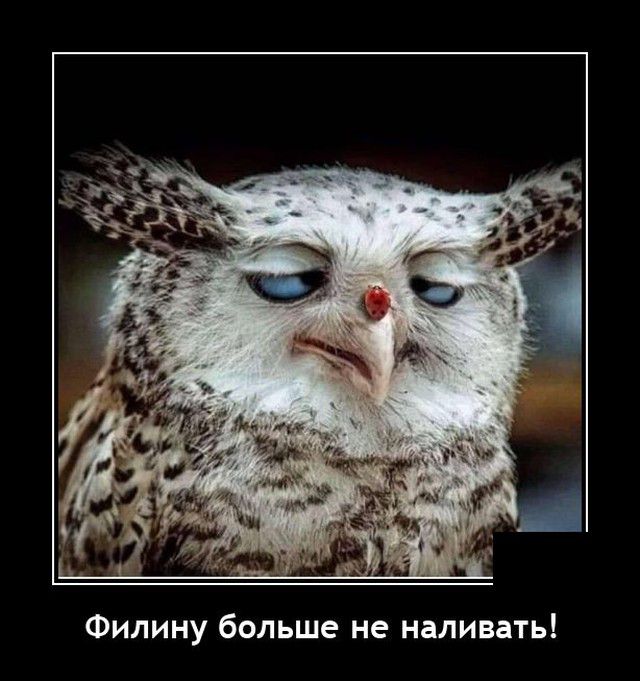 Филину больше не наливать