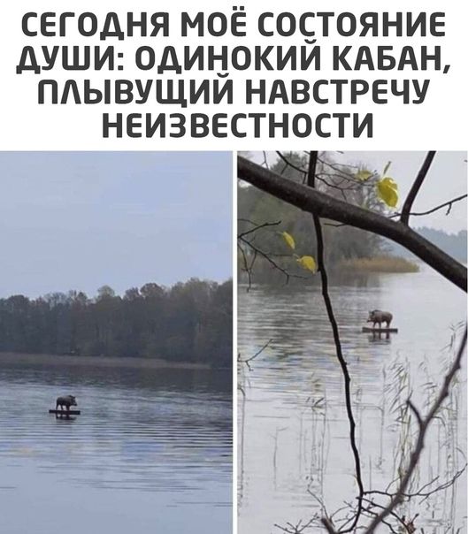 СЕГОДНЯ МОЁ СОСТОЯНИЕ ДУШИ ОДИНОКИЙ КАБАН ПЛЫВУЩИЙ НАВСТРЕЧУ НЕИЗВЕСТНОСТИ
