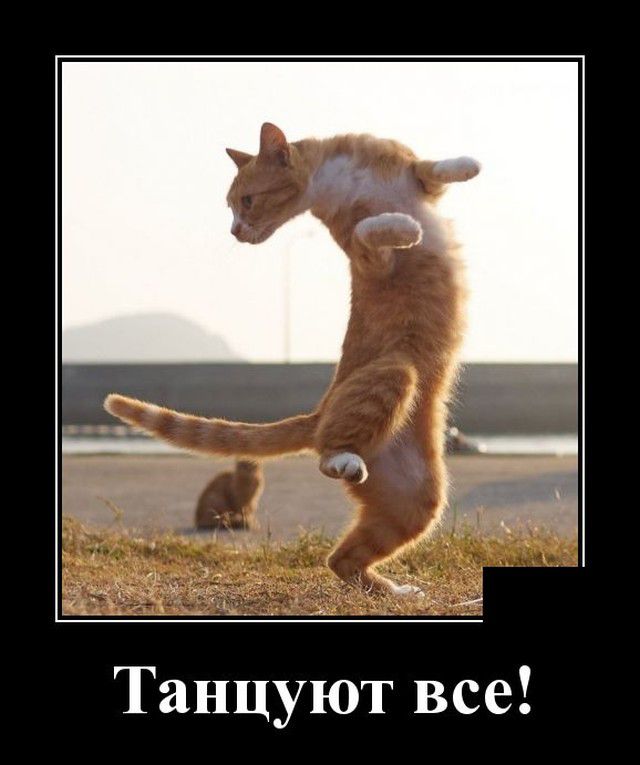 Танцуют все