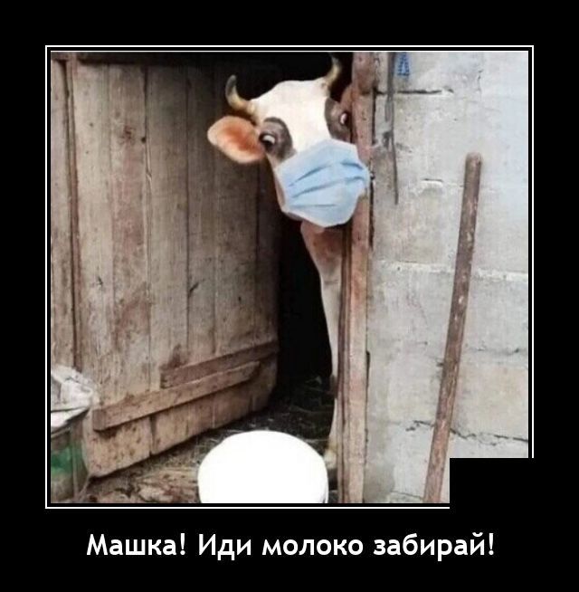 Машка Иди молоко забирай