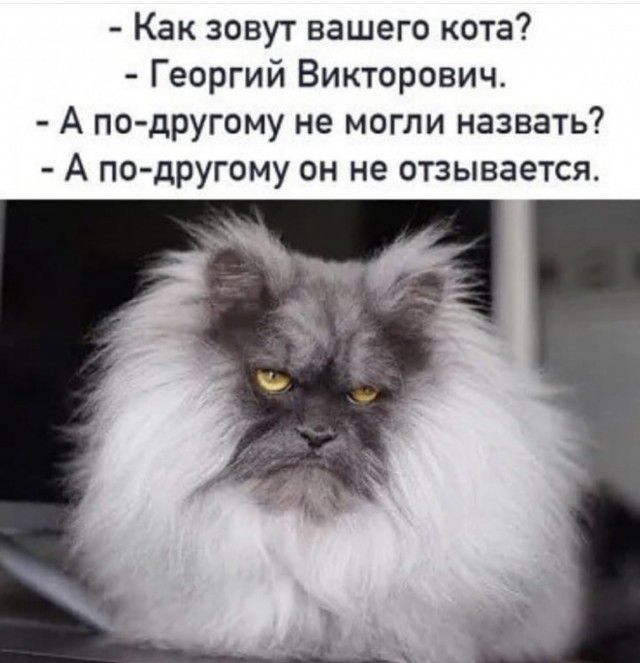 Как зовут вашего кота Георгий Викторович А по другому не могли назвать А по другому он не отзывается
