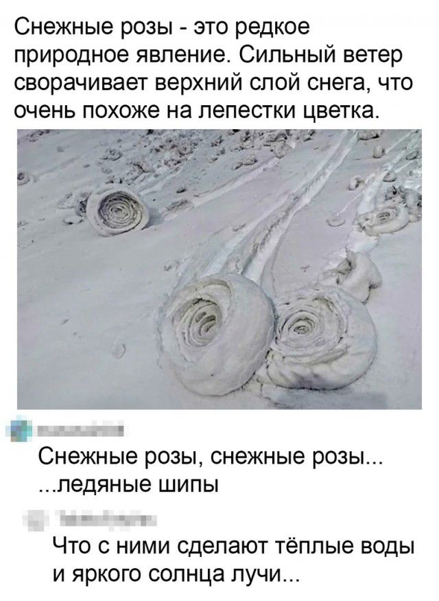 Снежные розы это редкое природное явление Сильный ветер сворачивает верхний слой снега что очень похоже на лепестки цветка пд Снежные розы снежные розы ледяные ШИПЫ _ Что с ними сделают тёплые воды и яркого солнца лучи