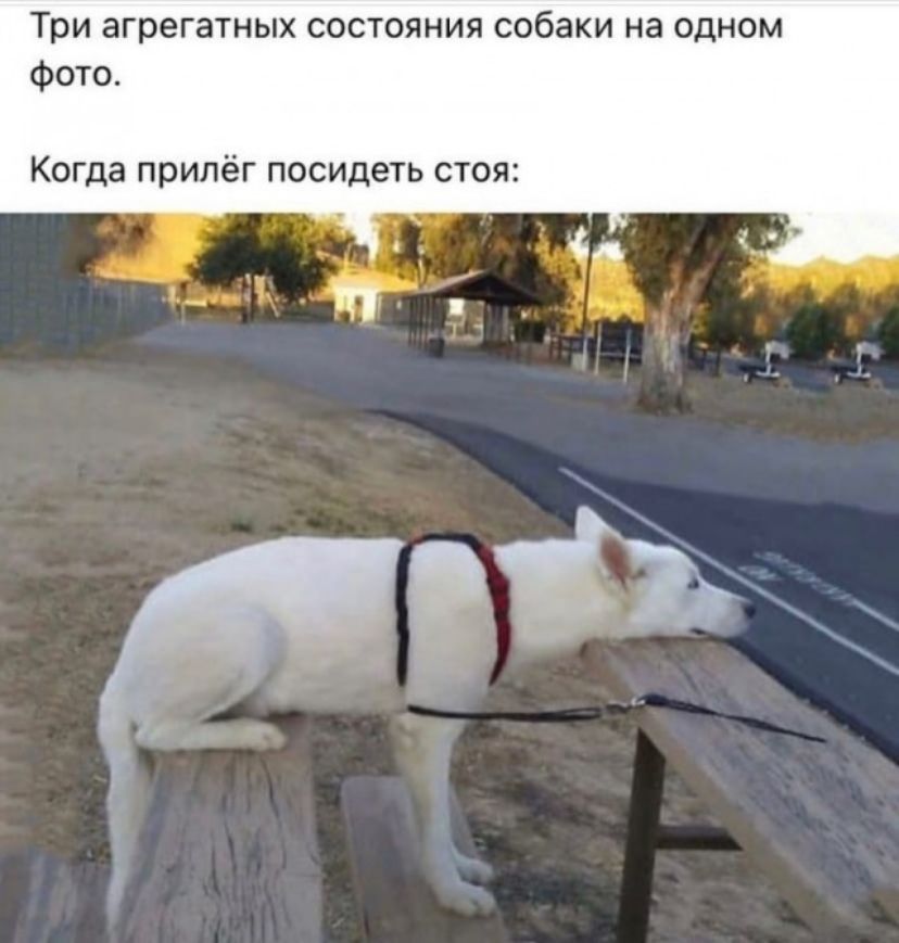 Три агрегатных состояния собаки на одном фото КОГда припёг посидеть СТОЯ
