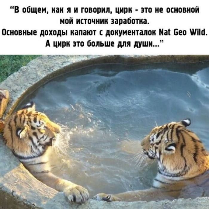 В общем нан я и говорил цнрн это не основной мой нпточннн заработна Основные доходы напают документалок На Бео что А ципн это больше для шшн
