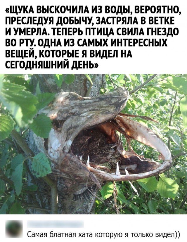 ЩУКА ВЫСКОЧИЛА ИЗ ВОДЫ ВЕРОЯТНО ПРЕСЛЕДУЯ дОБЫЧУ ЗАСГРЯЛА В ВЕТКЕ И УМЕРЛА ТЕПЕРЬ ПТИЦА СВИЛА ГНЕЗДО ВО РЦ ОДНА ИЗ САМЫХ ИНТЕРЕСНЫХ ВЕЩЕИ КОТОЕЫЕ Я ВИДЕЛ НА СЕГОДНЯШНИИ дЕНЬ э __ к _ Самая блатная хата которую я только видел