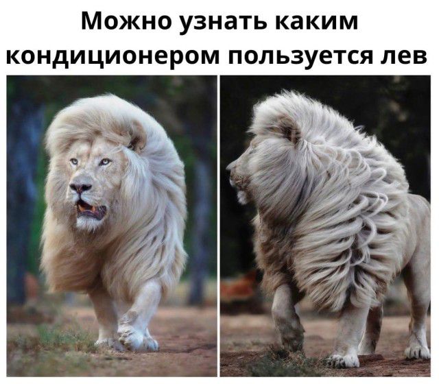 Можно узнать каким кондиционером пользуется лев