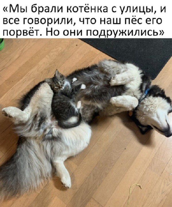 «мы брали котёнка с улицы, и все говорили, что наш пёс его порвёт. Но они подружились»