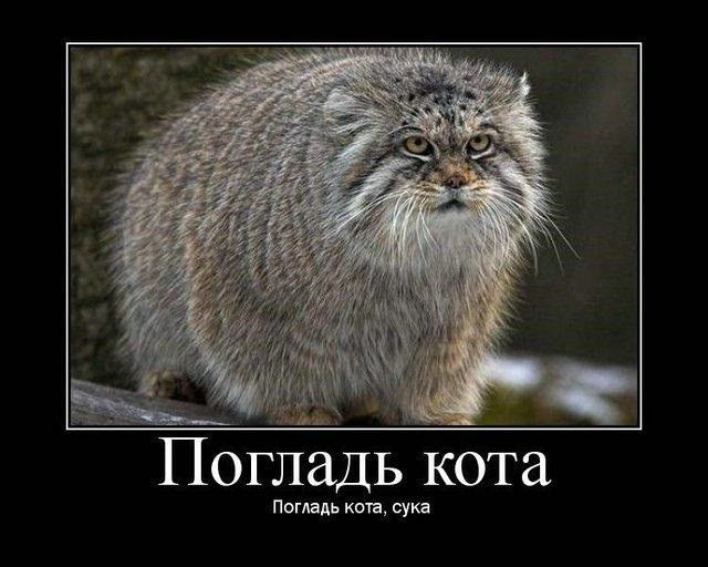 ПогладЬ кота Погладь кота сука