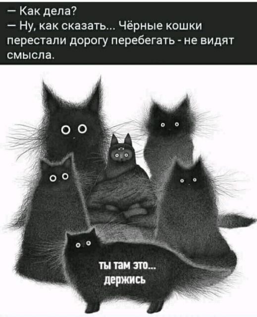 Как дела Ну как сказать Чёрные кошки перестали дорогу перебегать не видят СМЫСЛЗ