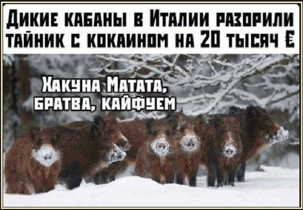 Дикие кабаны! В италии разорили тяииик с кокаином на 20 тысяч е