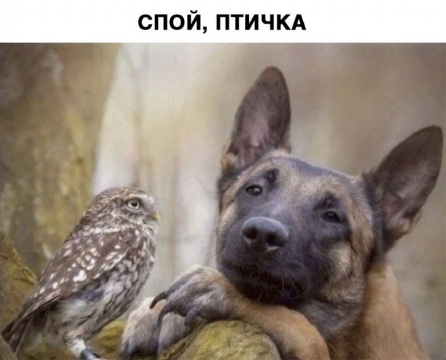 А К Ц И Т П И О П С