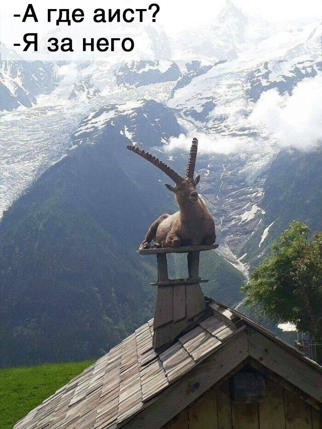 А где аист Я за него