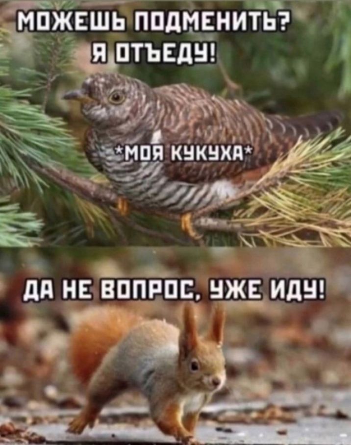 мёни _ёійіппд