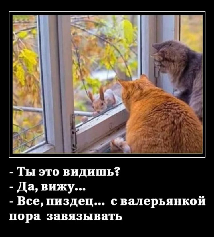 Ты это видишь Да вижу Все пиздец с валерьянкой пора завязывать