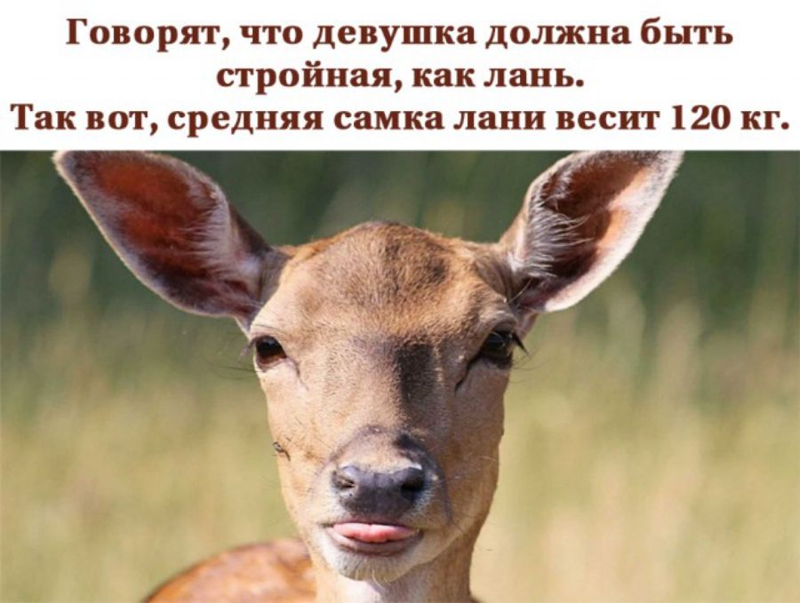 Гц врят что депушкв должна быть стройная как линь Так вот средняя самки лани весит 120
