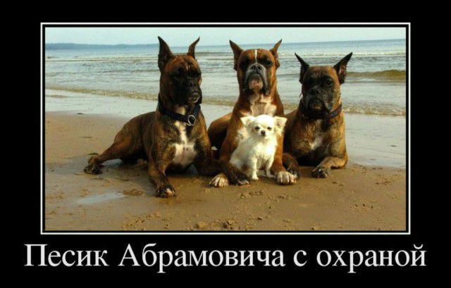 Песик Абрамовича с охраной
