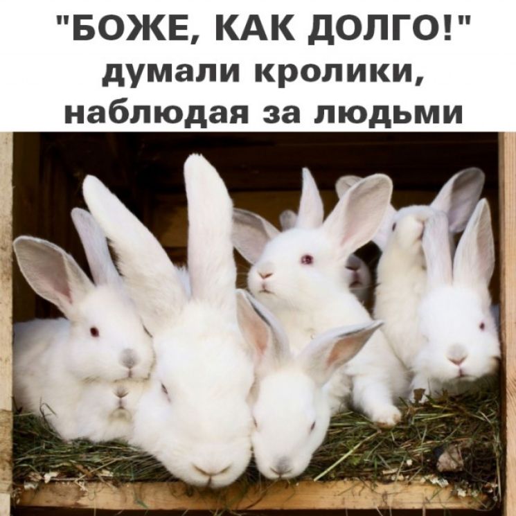 БОЖЕ КАК дОПГО думали кролики наблюдая за людьми
