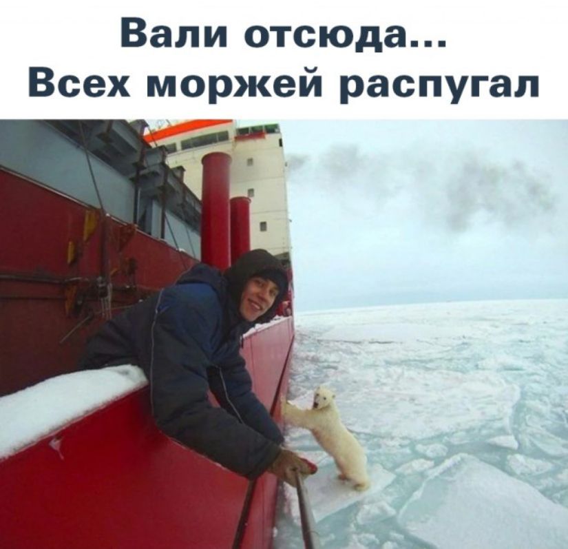 Вали отсюда Всех моржей распугал
