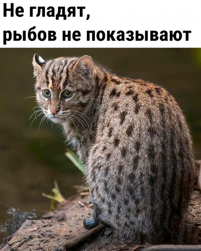 Не гладят рыбов не показывают