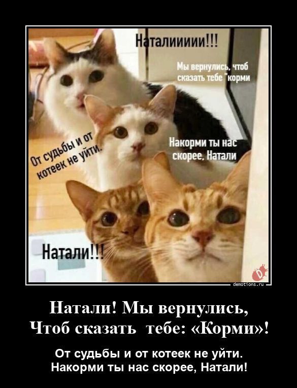 Натали Мы вернулись Чтоб сказать тебе Корми От судьбы и от котеек не уйти Накорми ты нас скорее Натали