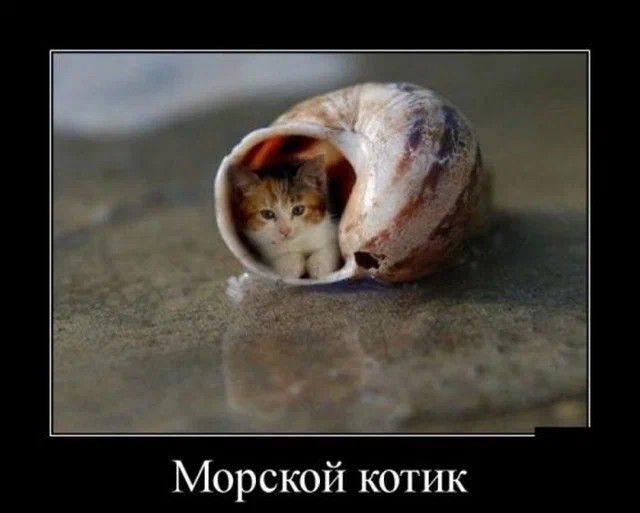 Морской коггик