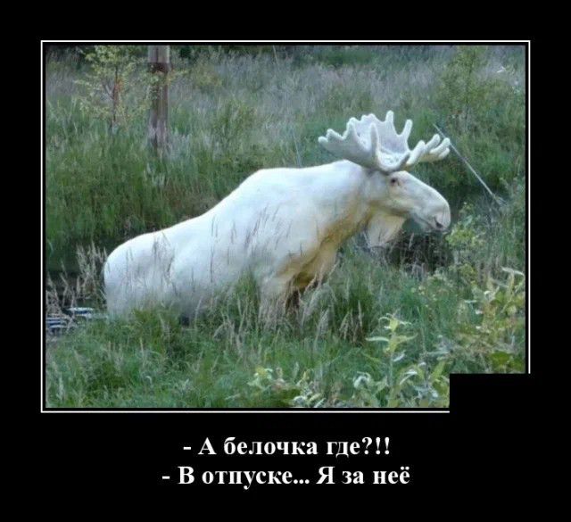А белочка где В отпуске Я за неё