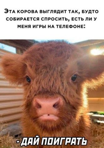 ЭТА КОРОВА ВЫГЛЧЦИТ ТАК БУдТО СОБИРАЕТСЯ СПРОСИТЬ ЕСТЬ ЛИ У МЕНЯ ИГРЫ НА ТЕЛЕФОНЕ М ддй ппигпдть
