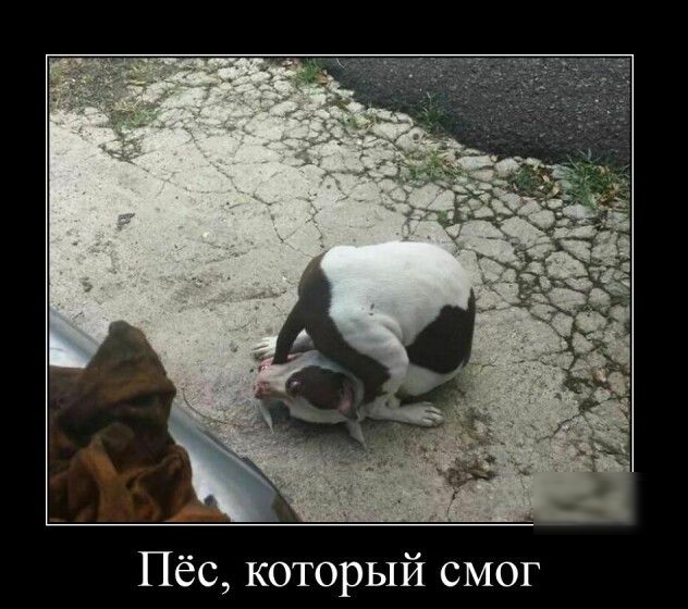 Пёс который смог