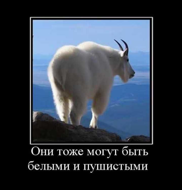 Они тоже могут быть белыми и пушистыми
