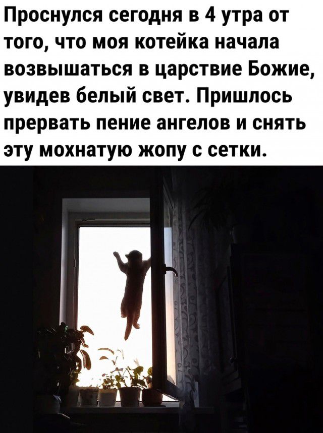 Проснулся сегодня в 4 утра от того что моя котейка начала возвышаться в царствие Божие увидев белый свет Пришлось прервать пение ангелов и снять эту мохнатую жопу с сетки
