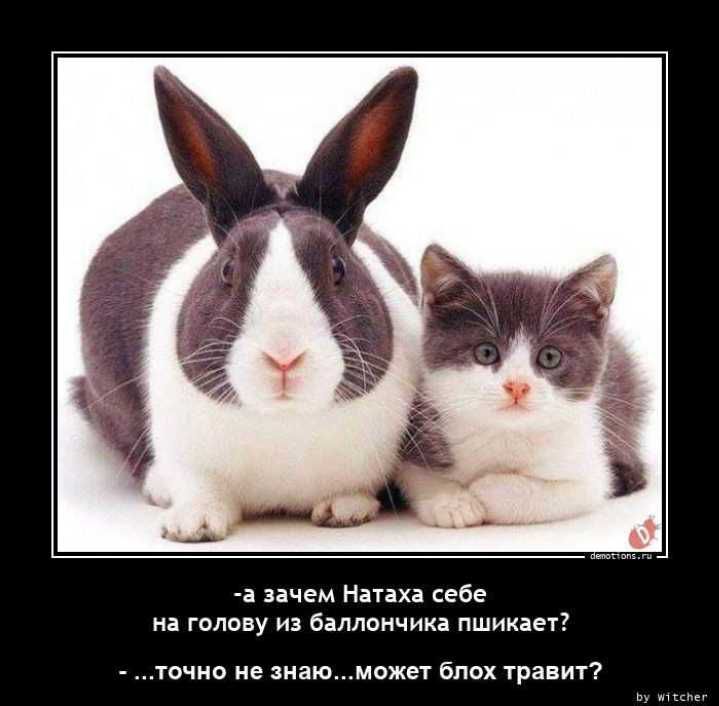 шем Натан себе гплпву из баллончика пшииает точна не маю может блох травит