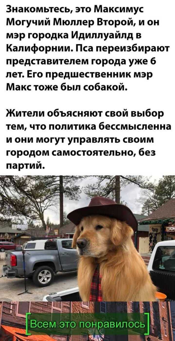 Знакомьтесь это Максимус Могучий Мюллер Второй и он мэр городка Идиллуайлд в Калифорнии Пса переизбирают представителем города уже 6 лет Его предшественник мэр Макс тоже был собакой Жители объясняют свой выбор тем что политика бессмысленна и они могут управлять своим городом самостоятельно без партий