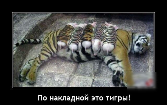 По накладной это тигры