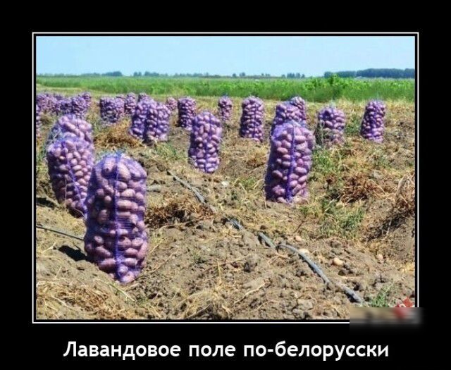 Лавандпвое папе по белорусски