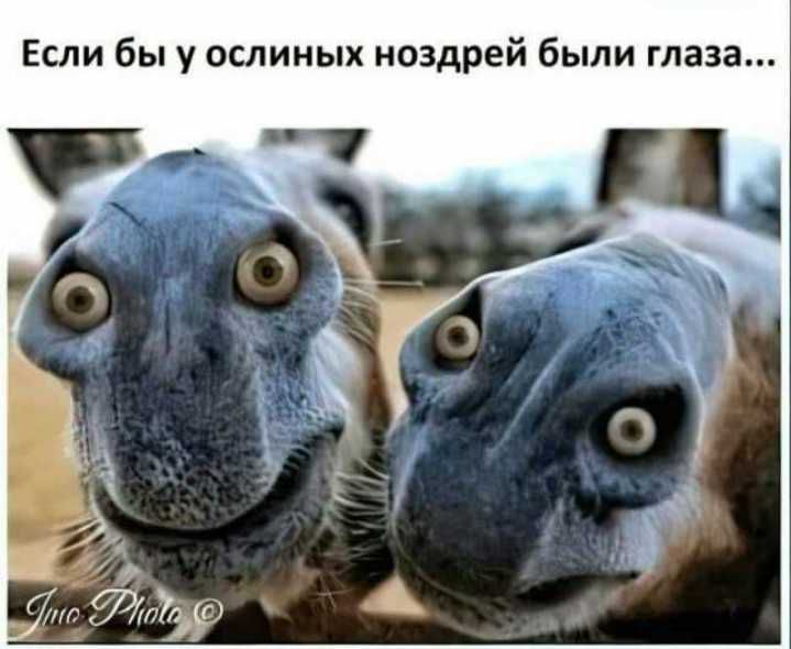 Если бы у ослииых ноздрей были глаза