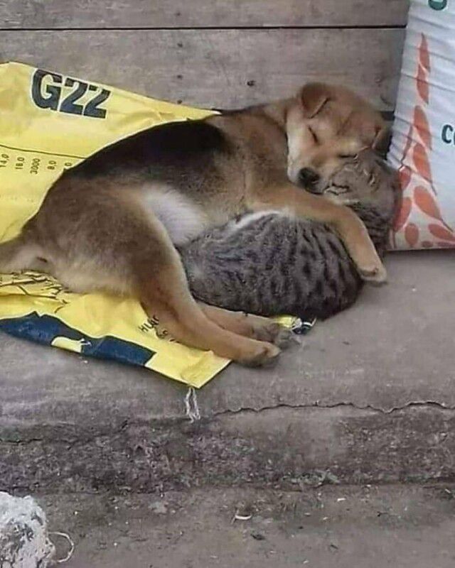 С пп