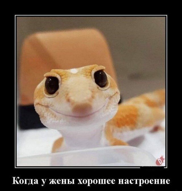 Когда у жены ХОРОПЦСЕ настроение