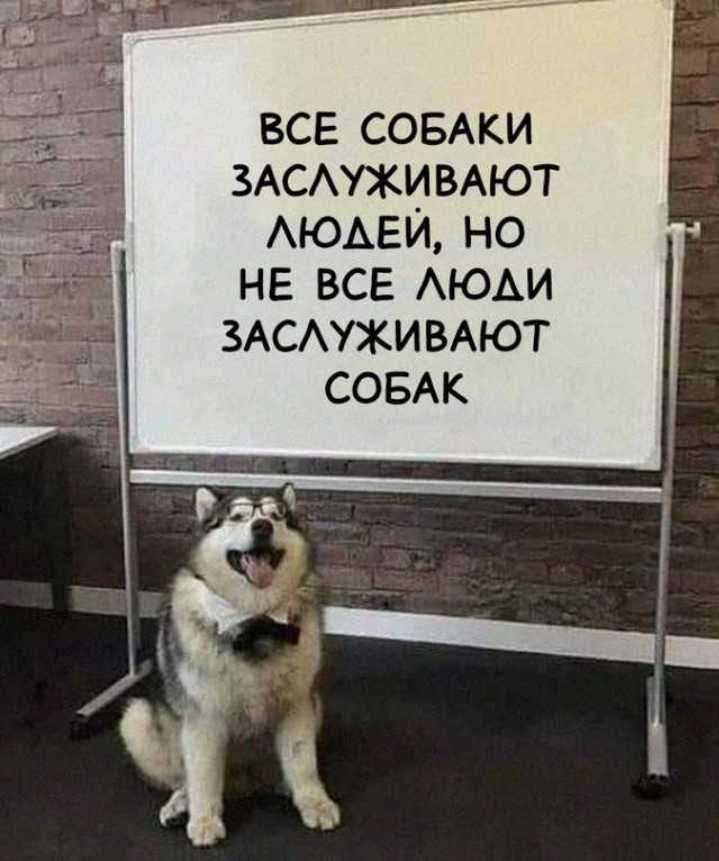 ВСЕ СОБАКИ ЗАСАУХИВАЮТ АЮАЕИ НО НЕ ВСЕ АЮАИ ЗАСАУХИБАЮТ