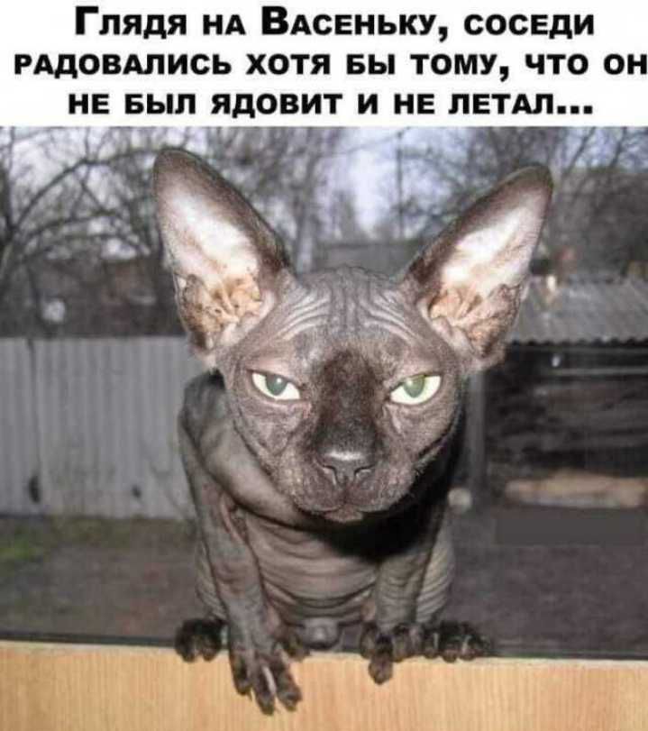 Глядя нд Вдовиьку соседи довлись хотя вы тому что он НЕ БЫЛ ядовит И НЕ ЛЕТА