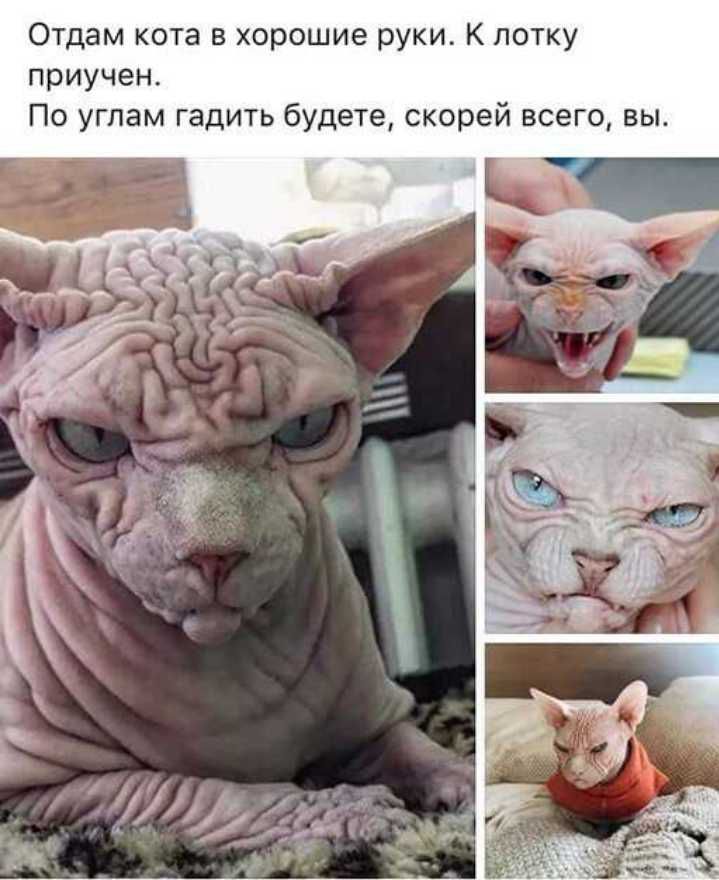 Отдам кота в хорошие руки К лотку приучен По углам гадить будете скорей всего вы