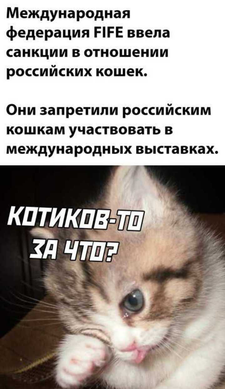 Международная федерация ПРЕ ввела санкции в отношении российских кошек Они запретили российским кошкам участвовать в международных выставках
