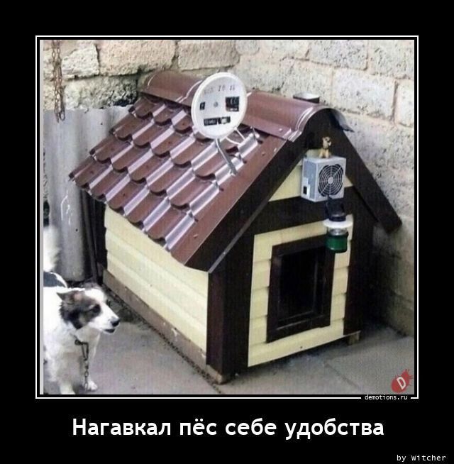 Нагавкал пёс себе удобства