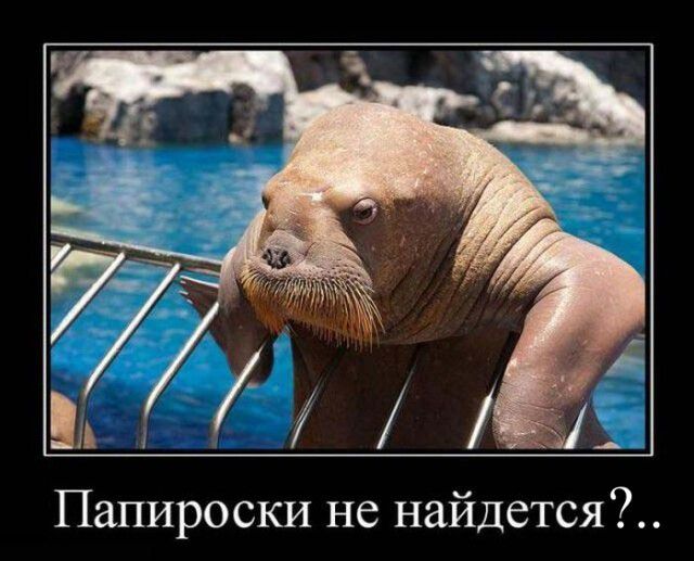 _ вЙ Папироски не найдется
