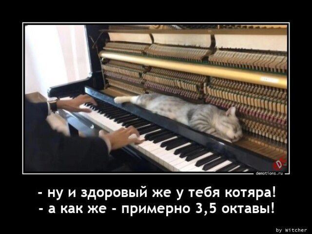 ну и здоровый же у тебя котяра а как же примерно 35 октавы