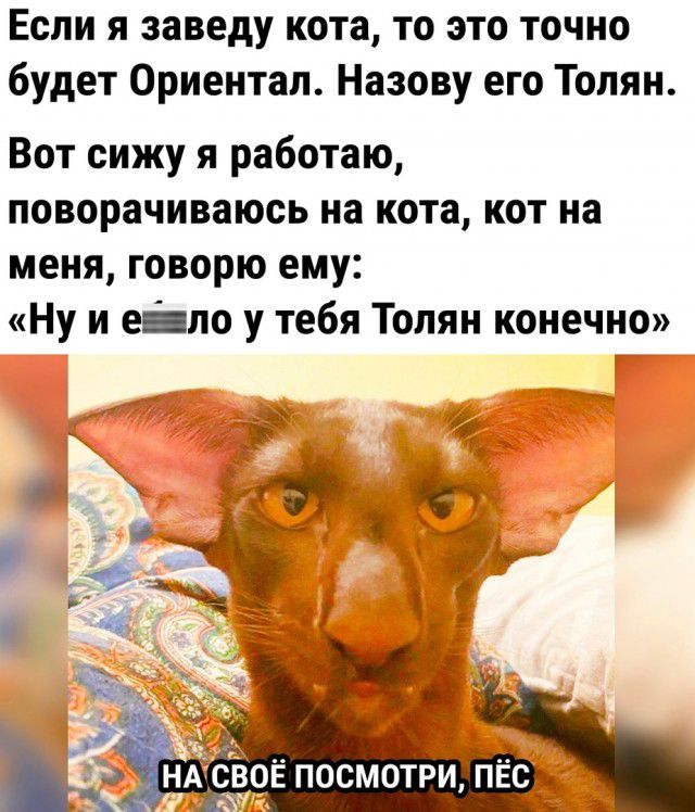 Если я заведу кота то это точно будет Ориентал Назову его Толян Вот сижу я работаю поворачиваюсь на кота кот на меня говорю ему Ну и ело у тебя Толян конечно