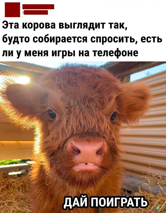 _ Эта корова выглядит так будто собирается спросить есть ли у меня игры на телефоне дАЙ поигрмь _