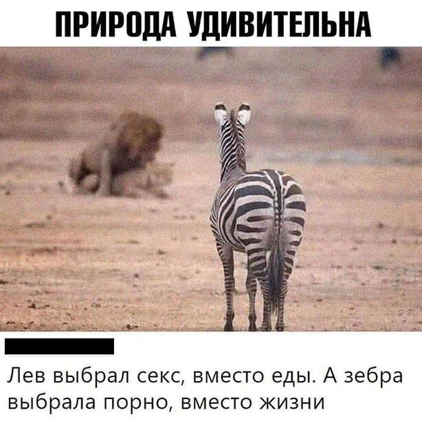 ПРИРВЦА УДИВИТЕЛЬНА а 6 _ Лев выбрал секс вместо еды А зебра выбрала порно вместо жизни